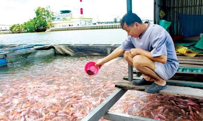Ông Mai Hoàng Thông người duy nhất còn nuôi cá cạnh nhà máy giấy Lee & Man đang cho cá ăn trong tâm trạng lo lắng. Ảnh: Nhật Huy.