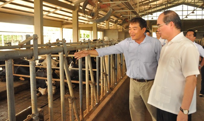 Chủ tịch Nguyễn Thiện Nhân tham quan một trang trại nuôi bò tại Sóc Trăng. Ảnh: Hòa Hội.