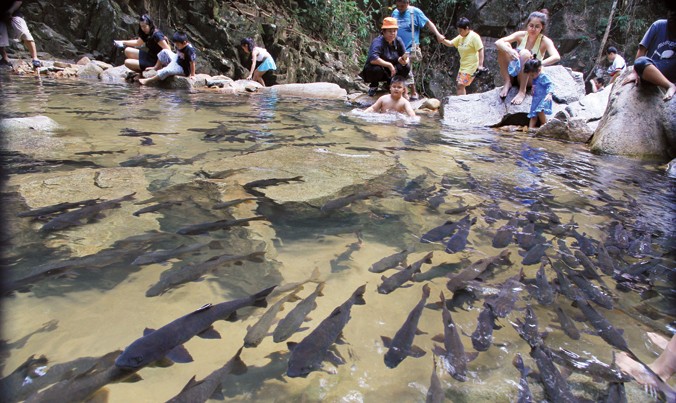 Giống cá sinh sôi nảy nở thoải mái theo suốt dòng suối dưới chân thác Phliu.