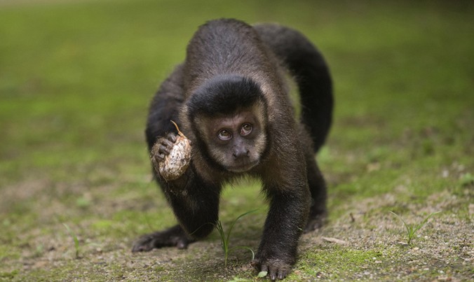 Loài khỉ ở Brazil đang có nguy cơ tuyệt chủng vì người dân tưởng nhầm chúng truyền bệnh sốt vàng da. Ảnh: Getty Images.