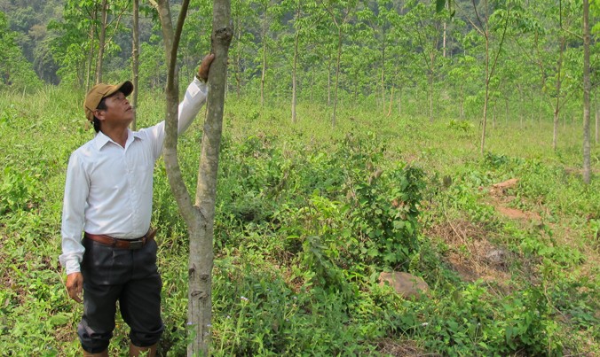 Thời điểm này cây cao su ở Quảng Bình đang thay lá nên dù giá mủ có cao, nông dân vẫn không khai thác được.