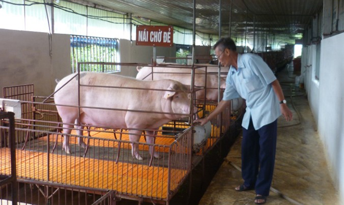 Một hộ chăn nuôi lợn sinh học tại huyện Phúc Thọ.