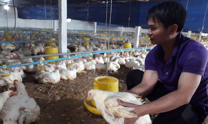 Trang trại gà trắng của anh Nguyễn Văn Minh cho thu nhập gần 1 tỷ đồng/năm.