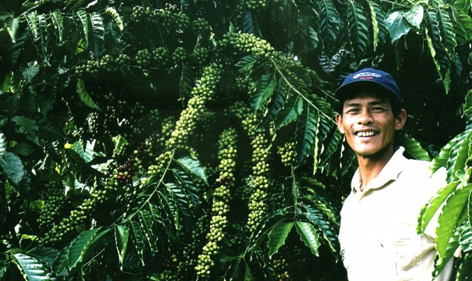 Lâm Đồng dẫn đầu cả nước về tái canh cà phê với bộ giống chọn lọc.