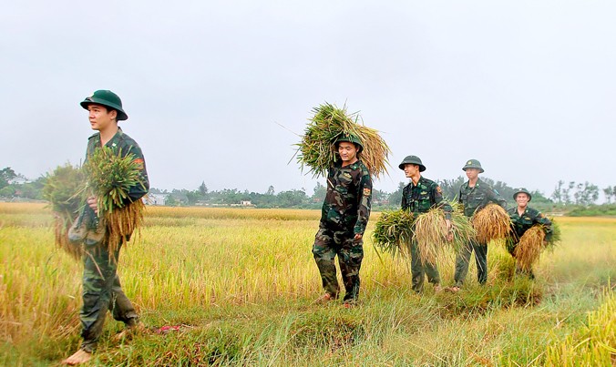 ĐVTN biên phòng Quảng Ninh giúp nhân dân địa phương gặt lúa.