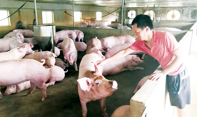 Anh Đỗ Quốc Gia, thôn Đan Nhiễm, thị trấn Văn Giang (Văn Giang, Hưng Yên) ngậm ngùi nhìn đàn lợn đến kỳ xuất chuồng. Ảnh: Bình Phương.