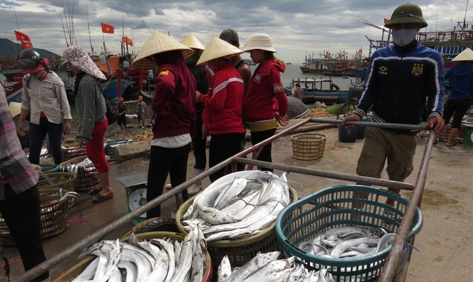 Với mức giá khá cao, từ 120.000 đến 160.000 đồng/kg, cá hố đang mang lại nguồn thu nhập khá cho ngư dân Cảnh Dương.
