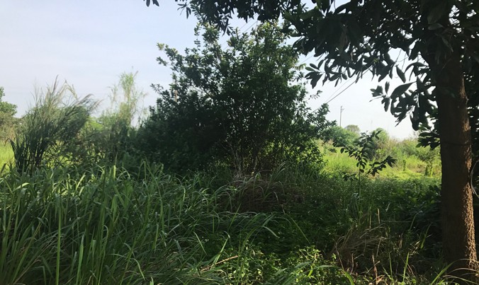 Dự án BV 1.000 giường tại huyện Mê Linh đến nay vẫn là những bãi cỏ hoang.