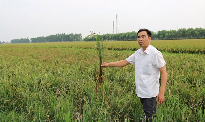 Lúa thối rễ và chết quanh Nhà máy xử lý nước thải KCN Quang Châu.