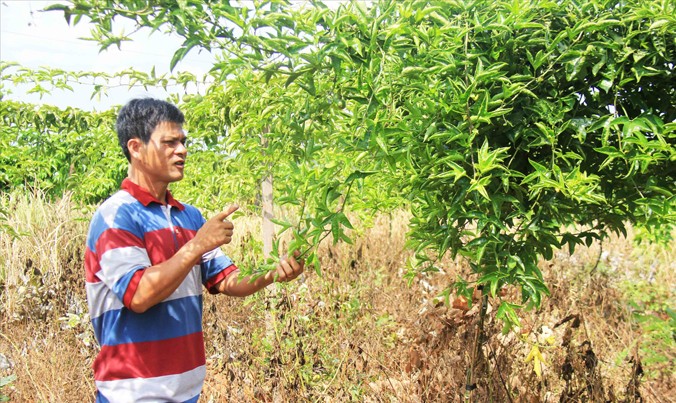 Nông dân Nguyễn Hồng Thao (thôn Tai Pêr, xã Ia Hla) trồng 500 cây chanh dây giống thực sinh nhưng không có quả.