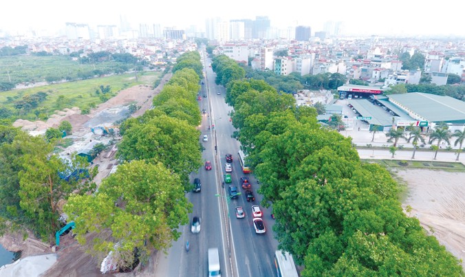 Kinh phí dịch chuyển hơn 1.200 cây xà cừ cổ thụ trên đường Phạm Văn Đồng sẽ được dành để trồng mới 20.000 cây xanh mới có đường kính 25 - 30cm. Ảnh: Mạnh Thắng.