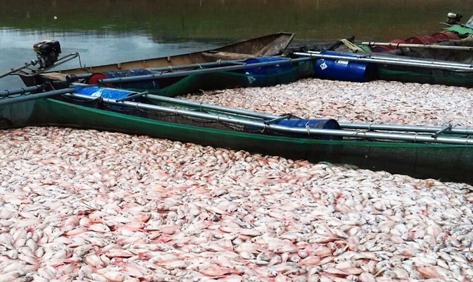 100 tấn cá chết nổi trắng lòng hồ Plei Krông