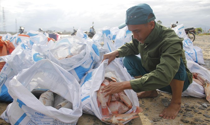 Người dân nuôi cá lồng thẫn thờ vì toàn bộ cá sắp xuất bán nay phải cho vào bao đem tiêu hủy, thiệt hại hàng trăm triệu đồng. Ảnh: Thanh Trần.