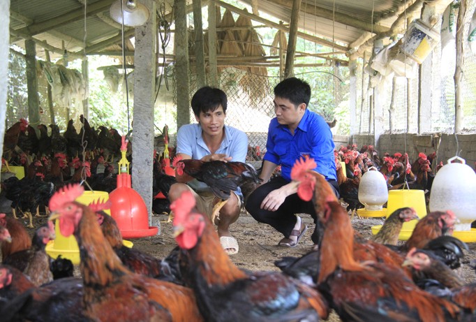 Anh Hoàng Huy Tuấn giới thiệu cách chăm sóc gà với cán bộ Tỉnh Đoàn Yên Bái. Ảnh: Trường Phong.