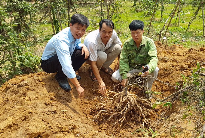 Cây ba kích thu hoạch tại vườn Lục Ngạn, Bắc Giang.