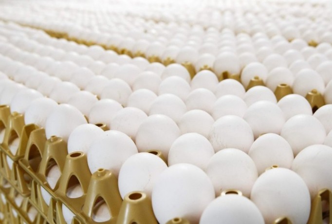 Hàng triệu quả trứng gà ở châu Âu đang đối mặt nguy cơ bị tiêu hủy do nghi nhiễm chất fipronil. Ảnh: SCMP.