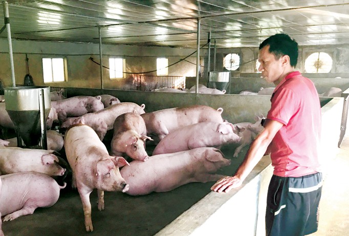 Theo các chủ trang trại, các DN FDI có tác động lớn đến giá lợn tăng, giảm trong nước. Ảnh: Bình Phương.