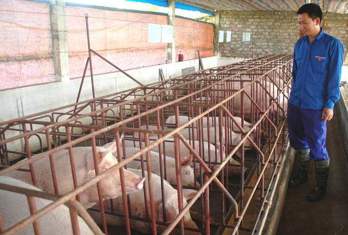 Trang trại chăn nuôi lợn thương phẩm của gia đình anh Nguyễn Văn Hịu.