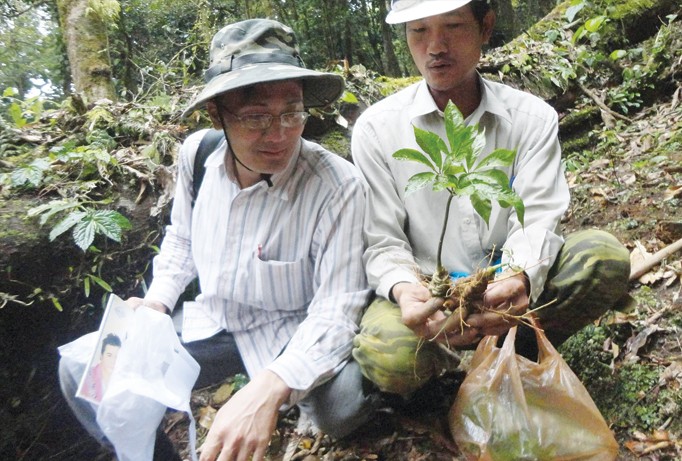 Sâm Ngọc Linh được trồng trên đỉnh Ngọc Linh (huyện Nam Trà My), Quảng Nam.