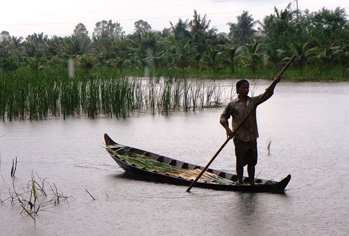 Cánh đồng bồn bồn.