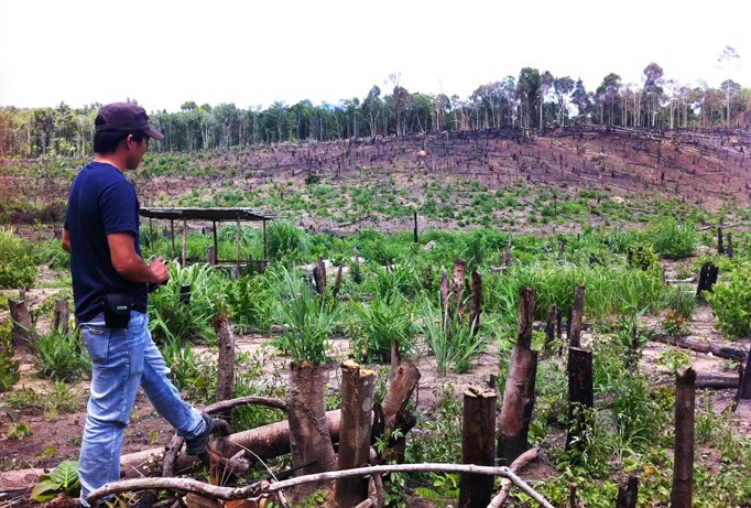 Rừng khộp ở huyện Chư Pưh tỉnh Gia Lai bị phá để trồng cao su.