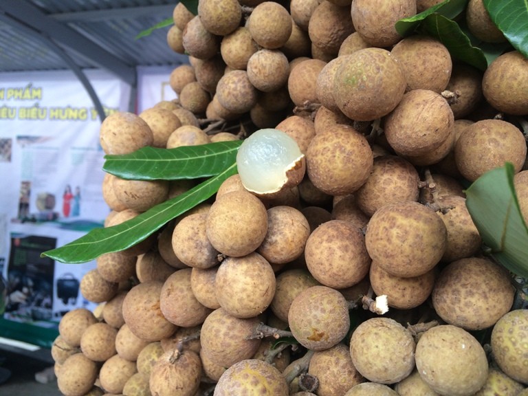 Nhãn lồng Hưng Yên là một trong 50 loại quả đặc sản của Việt Nam. Ảnh minh họa
