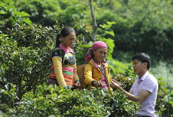 Trí thức trẻ Đinh Thế Anh, Phó chủ tịch UBND xã Tà Xùa (Bắc Yên, Sơn La) hướng dẫn người dân trồng và thu hoạch chè. Ảnh: Xuân Tùng.