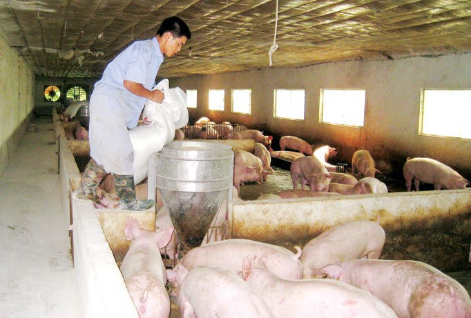 Chăn nuôi lợn nên theo 2 hướng: theo mô hình công nghiệp và chăn nuôi hữu cơ, đặc sản.
