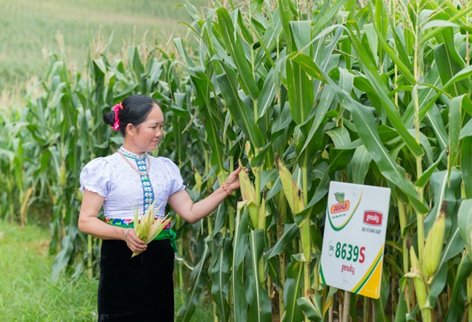 Nông dân Vi Thị Hắc trên ruộng ngô biến đổi gen cho năng suất cao và tăng hiệu quả kinh tế.