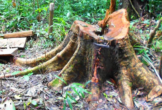 Một vụ phá rừng tại xã An Vinh, huyện An Lão (tỉnh Bình Định) bị phát hiện mới đây.