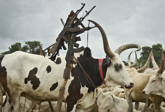Trâu bò thường là của hồi môn ở Nam Sudan.