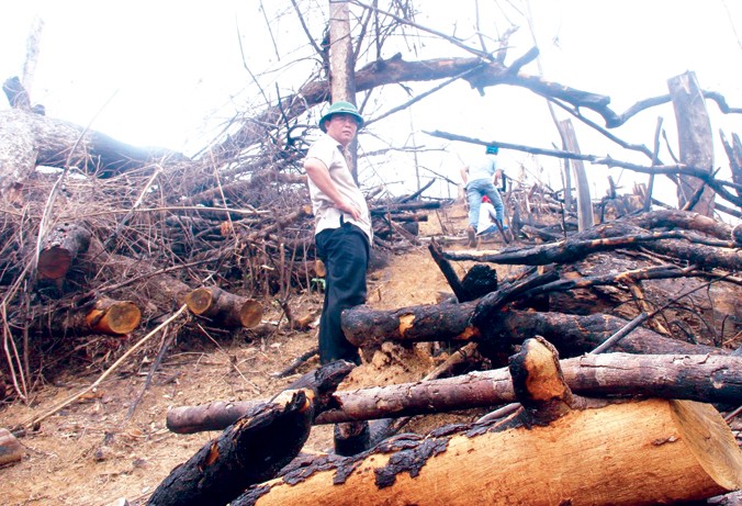Ông Lê Trí Thanh – Phó Chủ tịch UBND tỉnh Quảng Nam chứng kiến cảnh rừng bị tàn sát. Ảnh: H. Văn.
