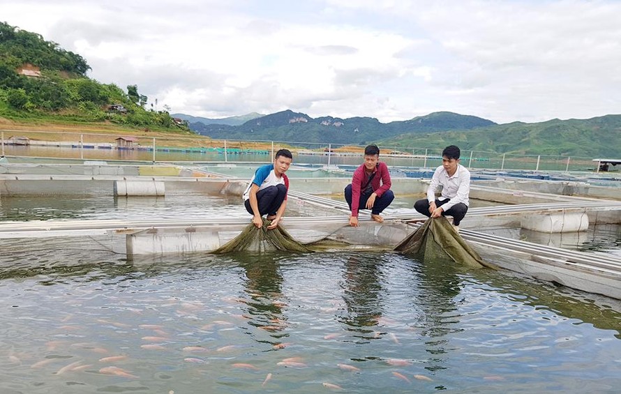 Các bạn trẻ Sơn La khởi nghiệp nuôi cá lồng tại hồ thuỷ điện Sơn La.