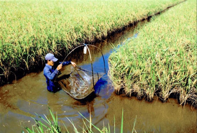 Thu hoạch tôm càng xanh trên ruộng lúa ở Cà Mau.