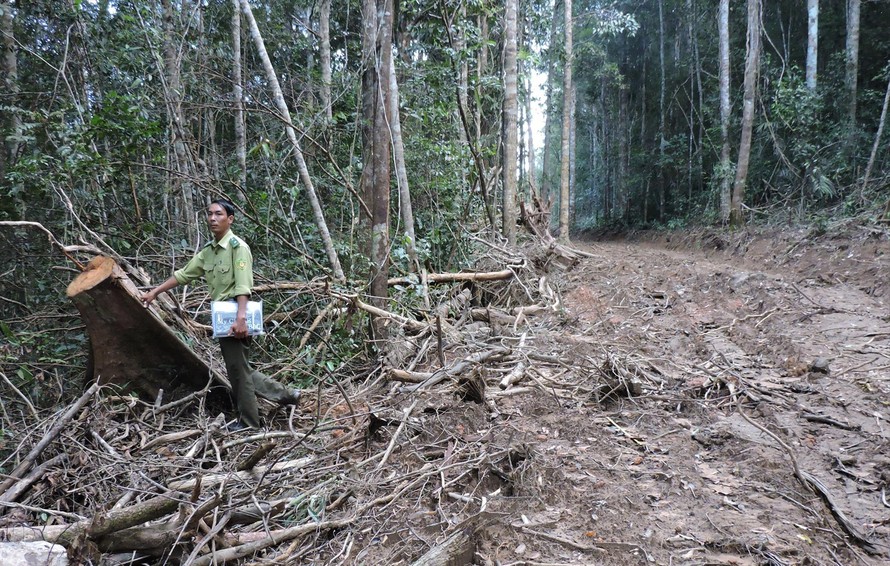 Trụ trì thiền viện phá rừng