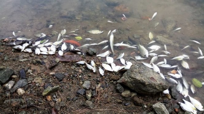 Tìm nguyên nhân cá chết hàng loạt ở Huế
