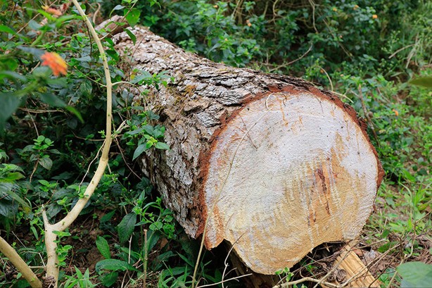 Rừng thông gần Dinh Bảo Đại - Đà Lạt bị tàn phá
