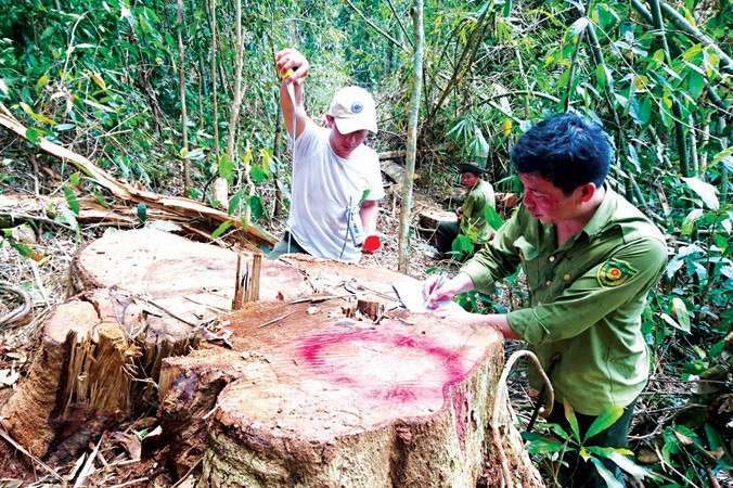 Cty Kiến Trúc Mới nhận rừng rồi để dân chặt phá.