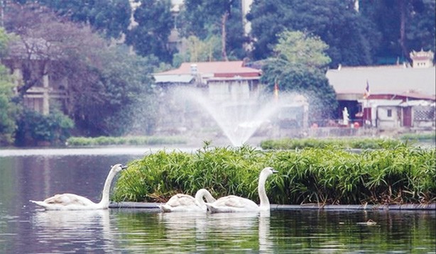 Đàn thiên nga được nuôi thả tại hồ Thiền Quang, Hà Nội.