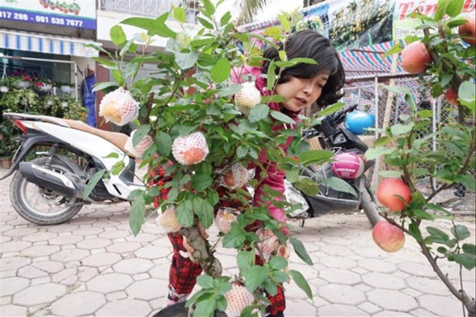 Cây táo bonsai lần đầu xuất hiện trên thị trường.