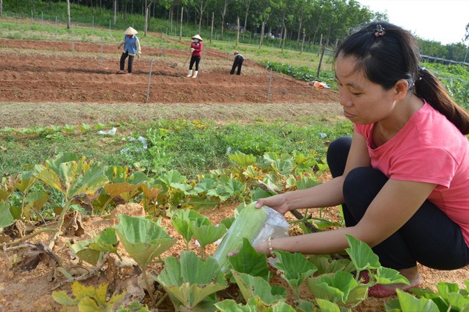 Kỹ sư Lê Thị Thanh Thủy đang dùng túi ni lông bọc quả trong trang trại để tránh côn trùng, thay vì phun thuốc. Ảnh: H.N.