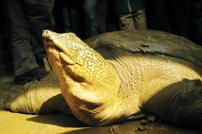Rùa vừa phát hiện ở hồ Xuân Khanh được xác định cùng loại với cá thể rùa Hoàn Kiếm, Hà Nội.