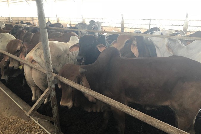 Trang trại nuôi 750 con bò nhưng không có hệ thống bảo vệ môi trường.