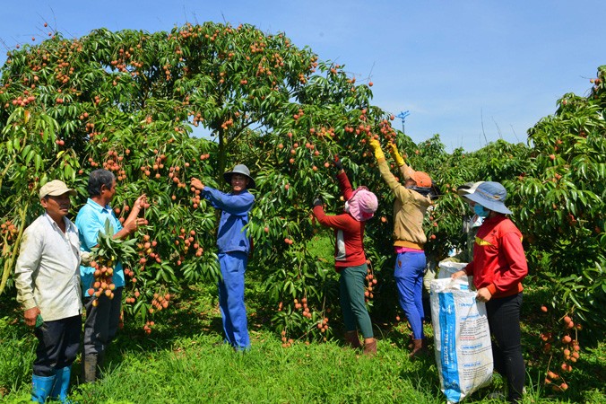 Nhộn nhịp hái vải trong vườn nhà anh Hải ở xã Ea Sar.