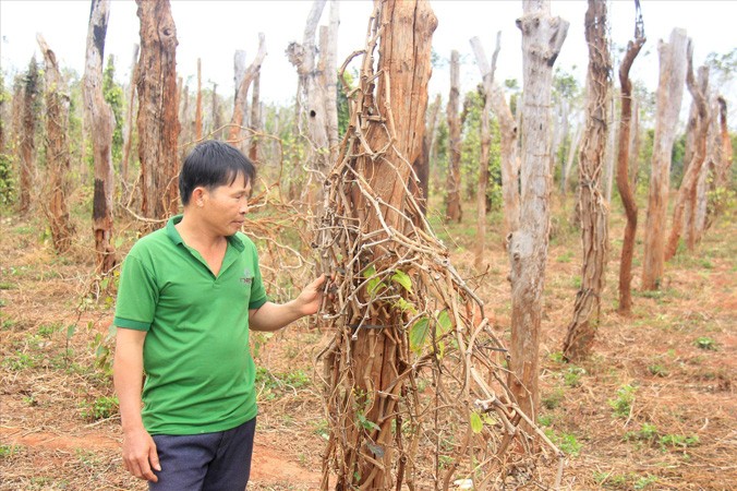  Vườn tiêu nhà anh Trần Xuân Thịnh (thôn Phú Hà) bị chết rụi.
