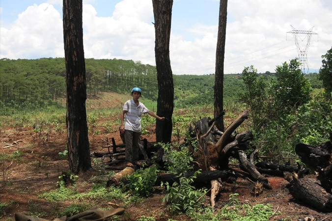 Rừng thông bị chặt phá để lấy đất sản xuất tại dự án của Công ty Nguyên Vũ.