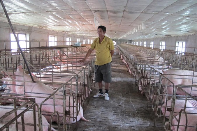 Cục Chăn nuôi khuyến cáo, dù giá lợn hơi đang lên song người dân cũng nên tính toán, tránh vào đàn ồ ạt.