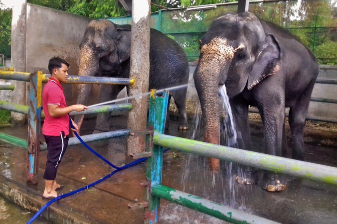 Những con voi tại Đầm Sen không còn tham gia diễn xiếc mà được chăm sóc để phục vụ khách tham quan.
