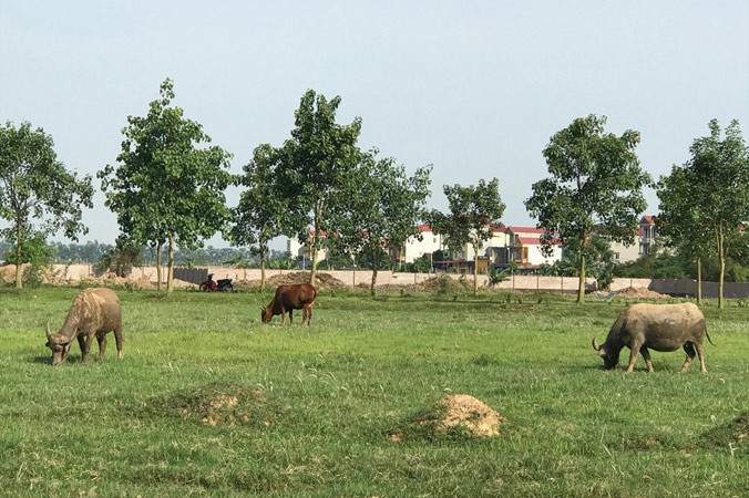 Nhiều dự án đô thị, bất động sản tại huyện Mê Linh nay đã thành nơi chăn thả trâu bò. Ảnh: Trường Phong.