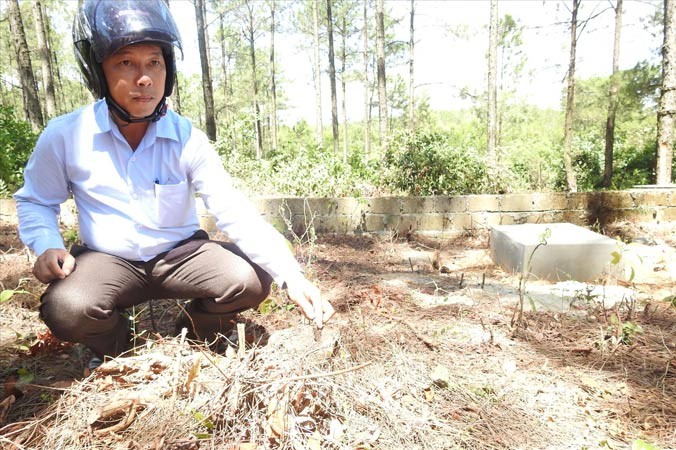 Hiện trường bức tử rừng thông giành đất cho người chết ở thành phố Ðông Hà.